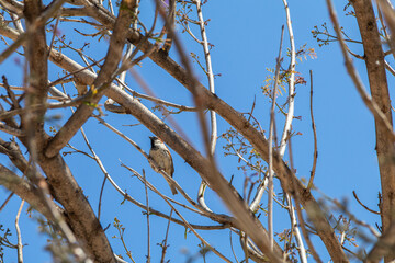 Small bird blends into the dry branches of the tree in early European spring.