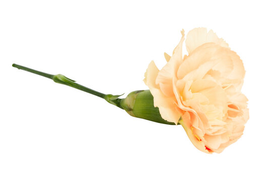 Yellow flower on a blank background