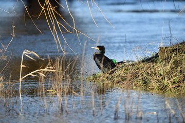 Kormoran in Seitenansicht und Ente stehen am fließenden Natur Gewässer und schauen nach Nahrung