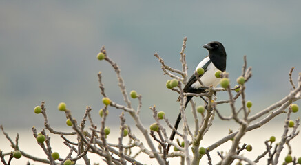 Magpie bird in a fig tree. Feeding habits of birds in winter. Birds feeding on wild figs in winter.