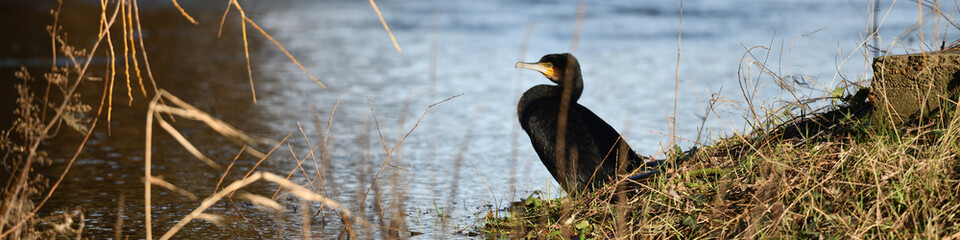 Kormoran Wasservogel in Seitenansicht und Ente stehen am klaren Naturgewässer und schauen nach...