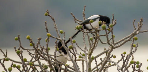 Magpie bird in a fig tree. Feeding habits of birds in winter. Birds feeding on wild figs in winter.