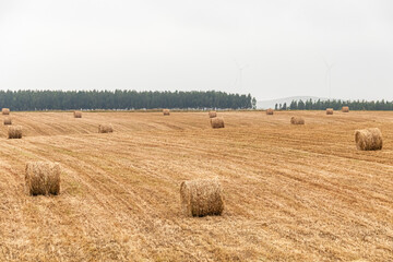 Fototapeta premium Hay bales for harvesting on a plantation in southern Portugal