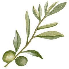 Watercolor image of an olive branch with leaves. Hand drawn watercolor olive branches