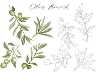 Set of watercolor olive branches with leaves. Hand drawn olive branches. Olive fruits on white...