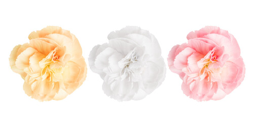Set of pink, yellow and white flowers on a blank background