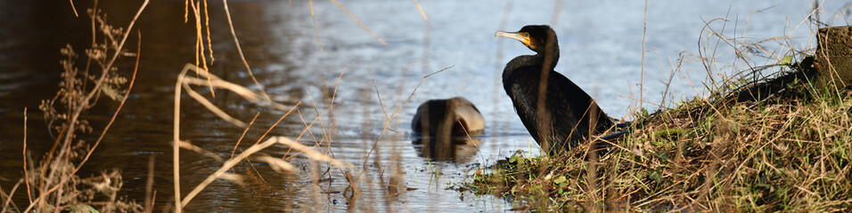 Kormoran in Seitenansicht und Ente stehen am kalten Natur Gewässer und suchen nach Nahrung