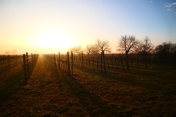 Sonnenaufgang über den Weingärten, Region Neusiedler See