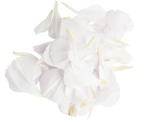 Set of white flower petals. On a blank background