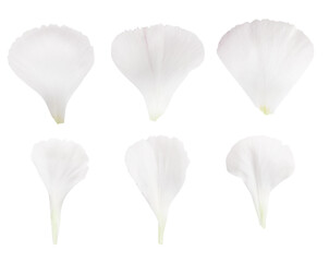 Set of white flower petals. On a blank background
