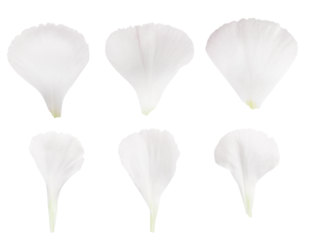 Set of white flower petals. On a blank background