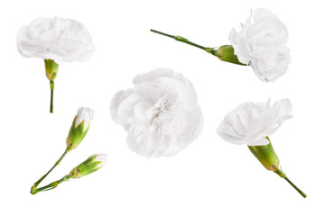 Set of white flowers on a blank background