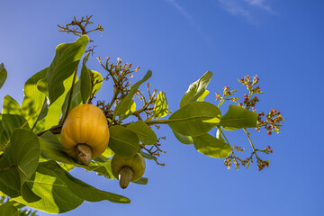 Flowering cashew tree provides organic, tasty and healthy fruit in the middle of the Brazilian...