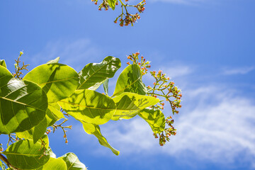 Flowering cashew tree provides organic, tasty and healthy fruit in the middle of the Brazilian summer.
