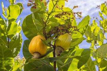 Flowering cashew tree provides organic, tasty and healthy fruit in the middle of the Brazilian summer.