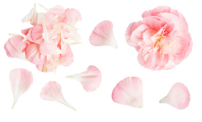 Set of pink flowers on a blank background