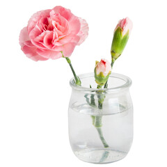 Pink flower in a miniature transparent jar or vase. On a blank background
