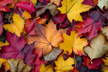 Naklejka na ściany i meble autumn leaf palette