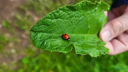 The hand holds a green burdock leaf with a small red ladybug