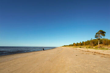 The White sea coast with sand dunes and pine trees  on Yagry island at low tide. Severodvinsk, Arkhangelsk region, Russia