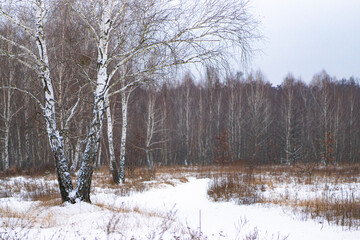 trees in the snow