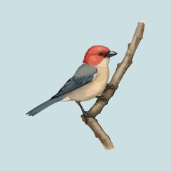 Birds design vector isolate illustration 