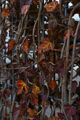 Creeping ivy plant in orange fall autumn colors on metal fencegate providning privacy.