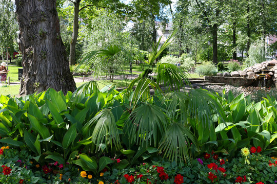 A small palm tree spreads its leaves over a flower bed in the city garden on a sunny summer day