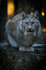 European lynx sits on a tree stump