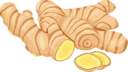 ginger vector. Isolated on white background.	