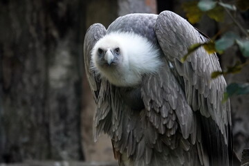 Griffon vulture 