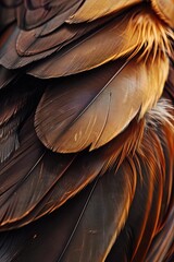 Close-up of intricate bird feathers, ideal for texture and pattern studies. 
