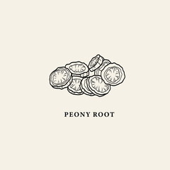 Naklejka premium Line art peony root illustration