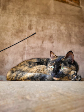 Gata marr&oacute;n y negra acostada