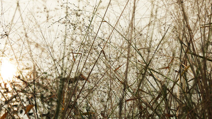 Tender grasses in the morning light