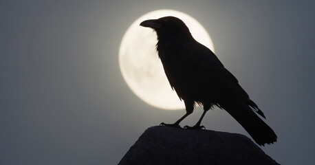 A haunting silhouette of a black raven against a white moonlit background evokes an eerie atmosphere. - obrazy, fototapety, plakaty