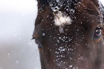 Pferdeauge in Schneeflocken