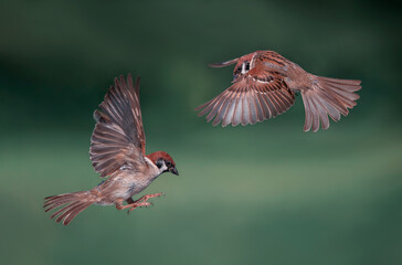 two sparrow birds flying flapping their wings and feathers in a summer green park