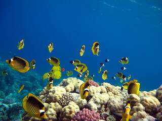 Fototapeta na wymiar Colorful tropical fish on a coral reef, amazingly beautiful fairy world. In the coral gardens of the Red Sea.