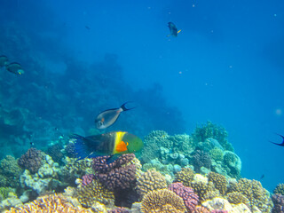 Fototapeta na wymiar Many colorful fishes in one coral reef of the Red Sea