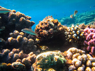 Many colorful fishes in one coral reef of the Red Sea
