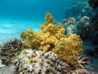 Naklejka premium Colorful tropical fish on a coral reef, amazingly beautiful fairy world. In the coral gardens of the Red Sea.