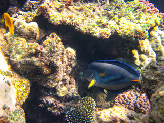 Many colorful fishes in one coral reef of the Red Sea
