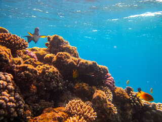 Many colorful fishes in one coral reef of the Red Sea