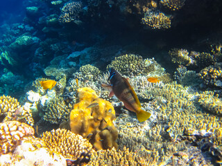 Many colorful fishes in one coral reef of the Red Sea
