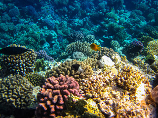 Many colorful fishes in one coral reef of the Red Sea
