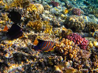 Many colorful fishes in one coral reef of the Red Sea