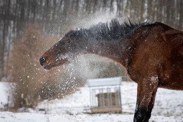Pferd schüttelt sich nach Wälzen im Schnee