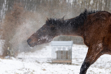 Pferd schüttelt sich nach Wälzen im Schnee