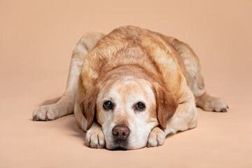 old yellow labrador retriever dog lying portrait on a brown background in the studio - Powered by Adobe